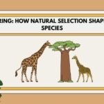 Speciering process explaining how new species evolve through natural selection